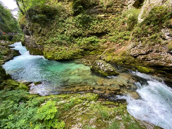 Río Montaña Radovna Garganta Vintgar Garganta Bled Bled Eslovenia Parque —  Fotos de Stock
