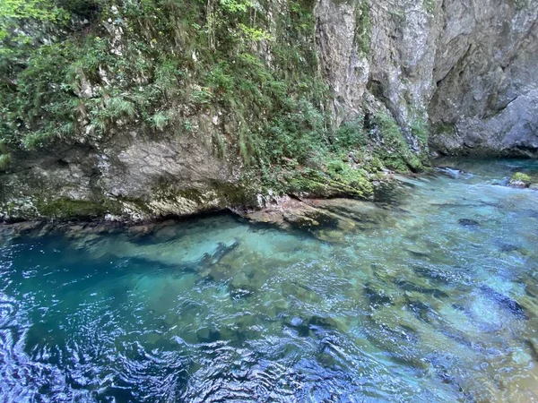 Rivière Radovna Dans Les Gorges Vintgar Gorge Bled Bled Slovénie — Photo