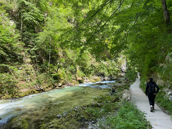 Vandringsled Genom Vintgar Gorge Eller Bled Gorge Bled Slovenien Triglav — Stockfoto