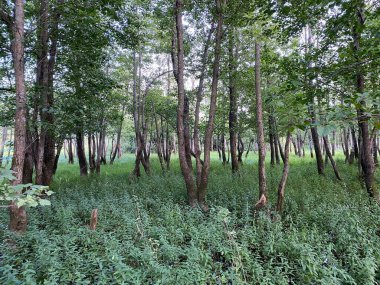 Potkos Gölü, Fuzine Gölü 'nün üst kesimindeki tufan ovaları ve sulak alanlar - Gorski kotar, Hırvatistan (Poplavne sume i mocvarna nizina u gornjem dijelu jezera Potkos, Fuzine - Gorski kotar, Hrvatska)