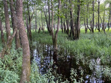 Potkos Gölü, Fuzine Gölü 'nün üst kesimindeki tufan ovaları ve sulak alanlar - Gorski kotar, Hırvatistan (Poplavne sume i mocvarna nizina u gornjem dijelu jezera Potkos, Fuzine - Gorski kotar, Hrvatska)
