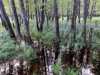 Potkos Gölü, Fuzine Gölü 'nün üst kesimindeki tufan ovaları ve sulak alanlar - Gorski kotar, Hırvatistan (Poplavne sume i mocvarna nizina u gornjem dijelu jezera Potkos, Fuzine - Gorski kotar, Hrvatska)