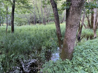 Potkos Gölü, Fuzine Gölü 'nün üst kesimindeki tufan ovaları ve sulak alanlar - Gorski kotar, Hırvatistan (Poplavne sume i mocvarna nizina u gornjem dijelu jezera Potkos, Fuzine - Gorski kotar, Hrvatska)