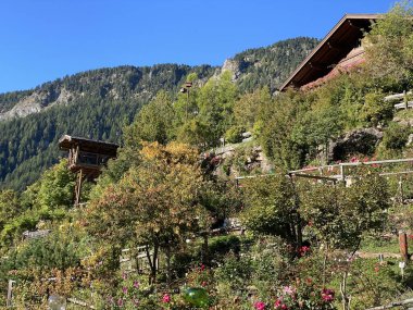 Gül Bahçesi Uhrerhof (Avrupa 'nın en yüksek gül bahçesi) veya Rosarium Uhrerhof (Hoechstgelegener Rosengarten Europas) veya Roseto Ortisei - Güney Tyrol, İtalya (Suedtirol, Italien))