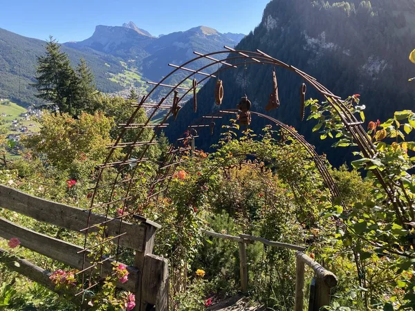 Сад Троянд Uhrerhof Найвищий Сад Троянд Європі Або Rosarium Uhrerhof — стокове фото