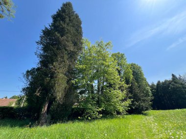Bahçecilik anıtı Opeka (Hırvatistan) - Das Arboretum Opeka oder Pflanzensammlung im Park von Schloss Opeka (Kroatien) - Hortikulturni spomenik arboretum Opeka (Vinica, Hrvatska)