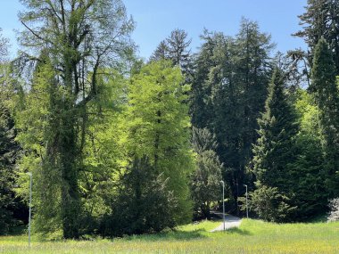 Bahçecilik anıtı Opeka (Hırvatistan) - Das Arboretum Opeka oder Pflanzensammlung im Park von Schloss Opeka (Kroatien) - Hortikulturni spomenik arboretum Opeka (Vinica, Hrvatska)