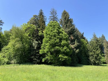 Bahçecilik anıtı Opeka (Hırvatistan) - Das Arboretum Opeka oder Pflanzensammlung im Park von Schloss Opeka (Kroatien) - Hortikulturni spomenik arboretum Opeka (Vinica, Hrvatska)