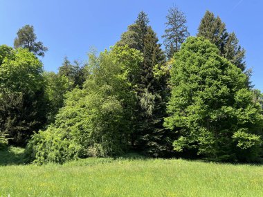 Bahçecilik anıtı Opeka (Hırvatistan) - Das Arboretum Opeka oder Pflanzensammlung im Park von Schloss Opeka (Kroatien) - Hortikulturni spomenik arboretum Opeka (Vinica, Hrvatska)