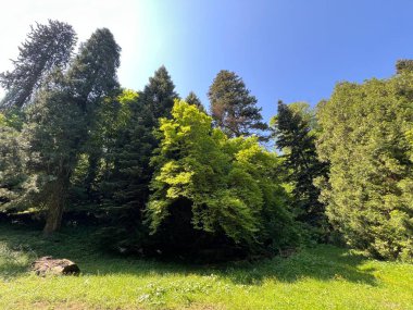 Bahçecilik anıtı Opeka (Hırvatistan) - Das Arboretum Opeka oder Pflanzensammlung im Park von Schloss Opeka (Kroatien) - Hortikulturni spomenik arboretum Opeka (Vinica, Hrvatska)