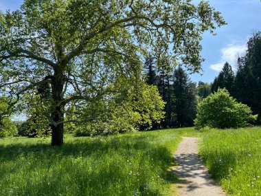 Bahçecilik anıtı Opeka (Hırvatistan) - Das Arboretum Opeka oder Pflanzensammlung im Park von Schloss Opeka (Kroatien) - Hortikulturni spomenik arboretum Opeka (Vinica, Hrvatska)