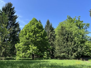 Bahçecilik anıtı Opeka (Hırvatistan) - Das Arboretum Opeka oder Pflanzensammlung im Park von Schloss Opeka (Kroatien) - Hortikulturni spomenik arboretum Opeka (Vinica, Hrvatska)