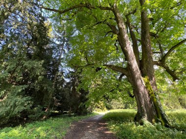 Bahçecilik anıtı Opeka (Hırvatistan) - Das Arboretum Opeka oder Pflanzensammlung im Park von Schloss Opeka (Kroatien) - Hortikulturni spomenik arboretum Opeka (Vinica, Hrvatska)