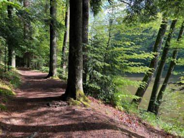 Trakoscan Gölü çevresindeki eğitim yolu 'Poucna staza' - Vila ili staze za setnju i rekreaciju oko Trakoscanskog jezera (Hrvatsko Zagorje, Hrvatska)