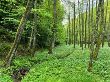 Trakoscan Orman Parkı (Hırvatistan) - Waldpark Trakoscan (Kroatien) - Park-suma Trakoscan (Hrvatsko zagorje, Hrvatska)