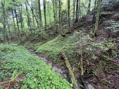 Trakoscan Orman Parkı (Hırvatistan) - Waldpark Trakoscan (Kroatien) - Park-suma Trakoscan (Hrvatsko zagorje, Hrvatska)