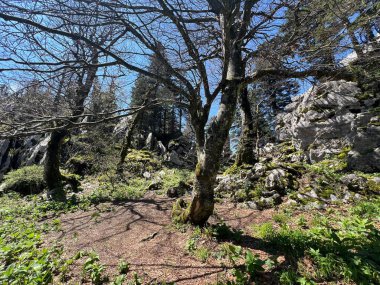 Katı doğa koruma alanı Beyaz kayalar (Hırvatistan) - Strenges Naturschutzgebiet Bijele Stijene (Kroatien) - Strogi rezervat Bijele stijene, Ogulin (Gorski kotar, Hrvatska))
