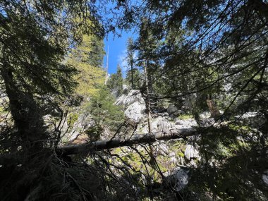 Katı doğa koruma alanı Beyaz kayalar (Hırvatistan) - Strenges Naturschutzgebiet Bijele Stijene (Kroatien) - Strogi rezervat Bijele stijene, Ogulin (Gorski kotar, Hrvatska))