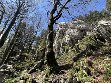 Katı doğa koruma alanı Beyaz kayalar (Hırvatistan) - Strenges Naturschutzgebiet Bijele Stijene (Kroatien) - Strogi rezervat Bijele stijene, Ogulin (Gorski kotar, Hrvatska))