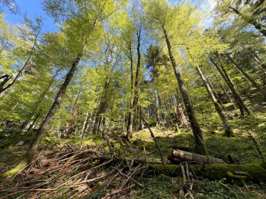 Velebit 'teki karışık dağ ormanı (Katı Doğa Koruma Alanı Kayaları, Hırvatistan) - Mijesana planinska suma na Velebitu (Strogi rezervat prirode Bijele stijene, Gorski kotar)