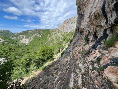 Cikola Kanyonu 'nun kireçtaşı kayalıklarına tırmanan Osoje (Önemli Manzara Cikola - Sibenik, Hırvatistan) - Penjaliste Osoje u kanjonu Cikole (Znacajni krajobraz Cikola - Sibenik, Hrvatska)