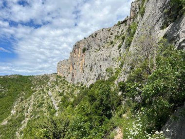 Cikola Kanyonu 'nun kireçtaşı kayalıklarına tırmanan Osoje (Önemli Manzara Cikola - Sibenik, Hırvatistan) - Penjaliste Osoje u kanjonu Cikole (Znacajni krajobraz Cikola - Sibenik, Hrvatska)