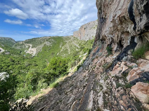 Cikola Kanyonu 'nun kireçtaşı kayalıklarına tırmanan Osoje (Önemli Manzara Cikola - Sibenik, Hırvatistan) - Penjaliste Osoje u kanjonu Cikole (Znacajni krajobraz Cikola - Sibenik, Hrvatska)