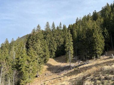 İsviçre Alpleri ve UNESCO Biyosfer Entlebuch, İsviçre - Immergruener Nadelwald und Almwiesen