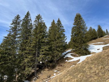 İsviçre Alpleri ve UNESCO Biyosfer Entlebuch, İsviçre - Immergruener Nadelwald und Almwiesen