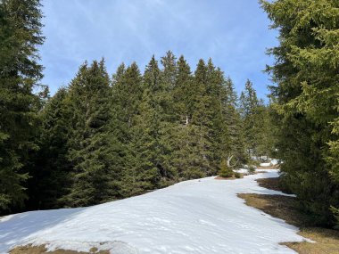 İsviçre Alpleri ve UNESCO Biyosfer Entlebuch, İsviçre - Immergruener Nadelwald und Almwiesen
