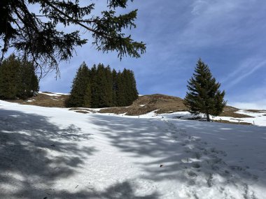 İsviçre Alpleri ve UNESCO Biyosfer Entlebuch, İsviçre - Immergruener Nadelwald und Almwiesen