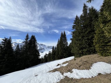 İsviçre Alpleri ve UNESCO Biyosfer Entlebuch, İsviçre - Immergruener Nadelwald und Almwiesen