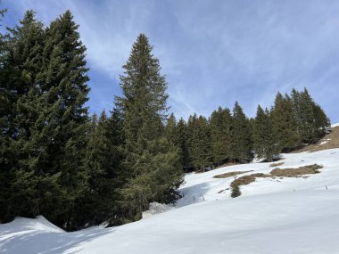 İsviçre Alpleri ve UNESCO Biyosfer Entlebuch, İsviçre - Immergruener Nadelwald und Almwiesen