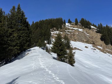 İsviçre Alpleri ve UNESCO Biyosfer Entlebuch, İsviçre - Immergruener Nadelwald und Almwiesen