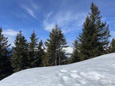 İsviçre Alpleri ve UNESCO Biyosfer Entlebuch, İsviçre - Immergruener Nadelwald und Almwiesen