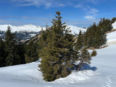 İsviçre Alpleri ve UNESCO Biyosfer Entlebuch, İsviçre - Immergruener Nadelwald und Almwiesen