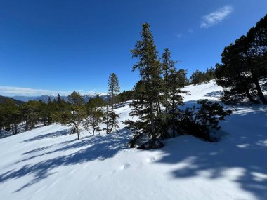 İsviçre Alpleri ve UNESCO Biyosfer Entlebuch, İsviçre - Immergruener Nadelwald und Almwiesen