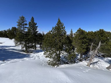 İsviçre Alpleri ve UNESCO Biyosfer Entlebuch, İsviçre - Immergruener Nadelwald und Almwiesen