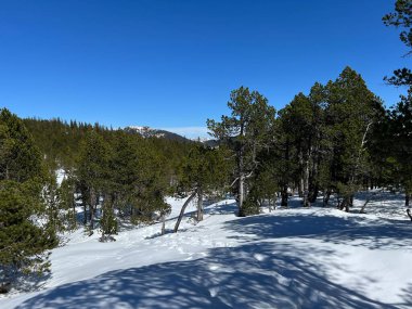 İsviçre Alpleri ve UNESCO Biyosfer Entlebuch, İsviçre - Immergruener Nadelwald und Almwiesen