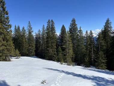 İsviçre Alpleri ve UNESCO Biyosfer Entlebuch, İsviçre - Immergruener Nadelwald und Almwiesen