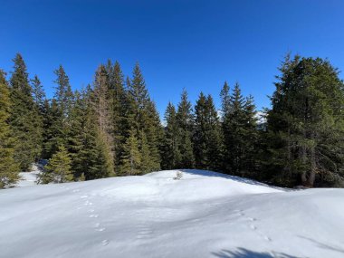 İsviçre Alpleri ve UNESCO Biyosfer Entlebuch, İsviçre - Immergruener Nadelwald und Almwiesen