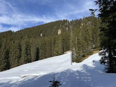 İsviçre Alpleri ve UNESCO Biyosfer Entlebuch, İsviçre - Immergruener Nadelwald und Almwiesen