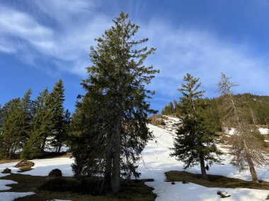 İsviçre Alpleri ve UNESCO Biyosfer Entlebuch, İsviçre - Immergruener Nadelwald und Almwiesen