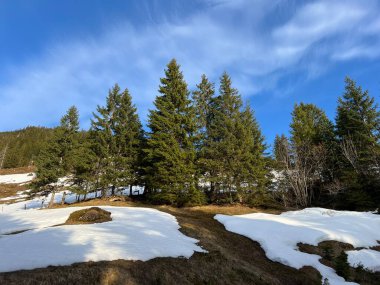 İsviçre Alpleri ve UNESCO Biyosfer Entlebuch, İsviçre - Immergruener Nadelwald und Almwiesen