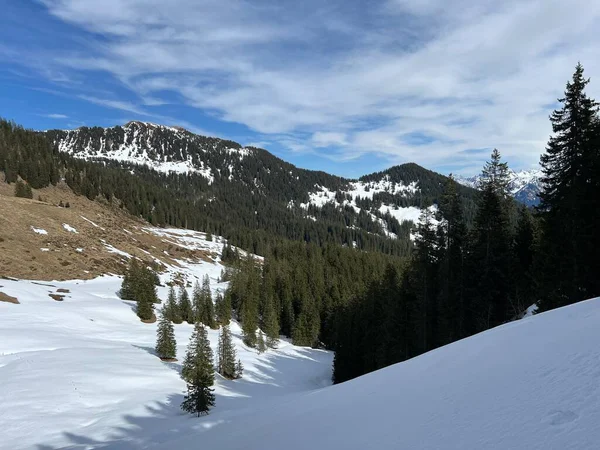 İsviçre Alpleri ve UNESCO Biyosfer Entlebuch, İsviçre - Immergruener Nadelwald und Almwiesen
