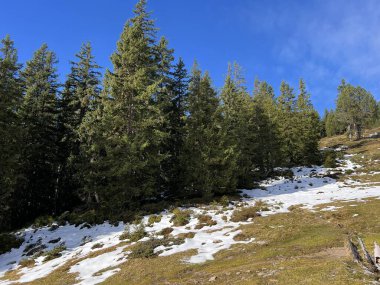 İsviçre 'nin Bernese Oberland bölgesinde kozalaklı ağaçlar ve alp otlaklarıyla Evergreen Ormanı - Immergruener Nadelwald und Almwiesen in der Winterlandschaft, Schweiz