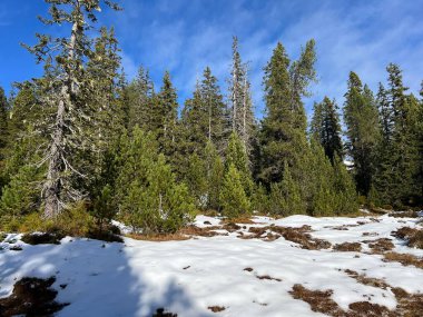 İsviçre 'nin Bernese Oberland bölgesinde kozalaklı ağaçlar ve alp otlaklarıyla Evergreen Ormanı - Immergruener Nadelwald und Almwiesen in der Winterlandschaft, Schweiz