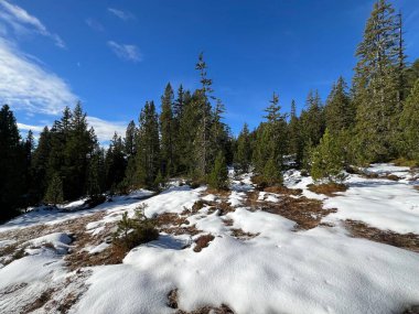 İsviçre 'nin Bernese Oberland bölgesinde kozalaklı ağaçlar ve alp otlaklarıyla Evergreen Ormanı - Immergruener Nadelwald und Almwiesen in der Winterlandschaft, Schweiz