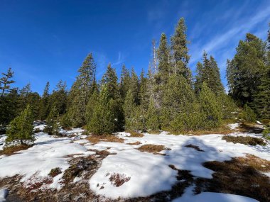 İsviçre 'nin Bernese Oberland bölgesinde kozalaklı ağaçlar ve alp otlaklarıyla Evergreen Ormanı - Immergruener Nadelwald und Almwiesen in der Winterlandschaft, Schweiz