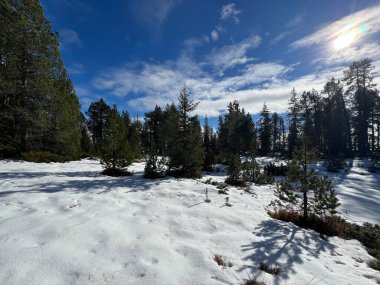 İsviçre 'nin Bernese Oberland bölgesinde kozalaklı ağaçlar ve alp otlaklarıyla Evergreen Ormanı - Immergruener Nadelwald und Almwiesen in der Winterlandschaft, Schweiz
